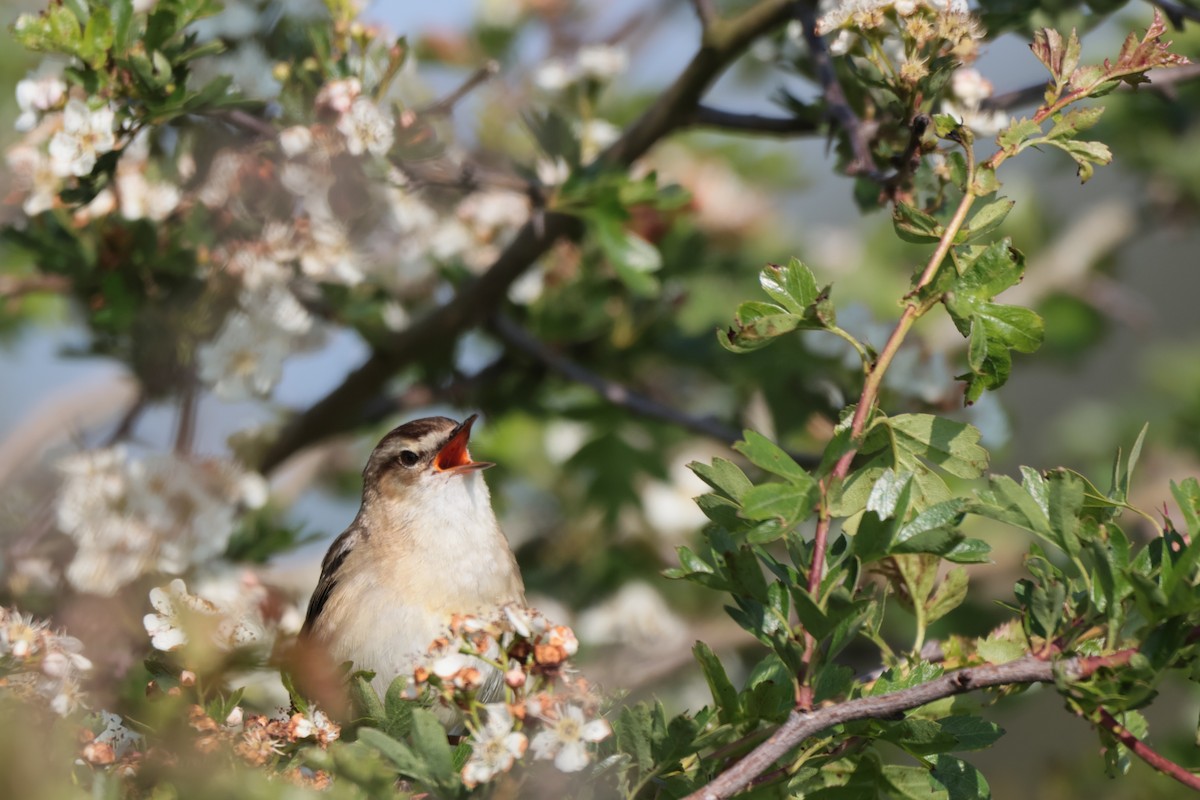 Sedge Warbler - ML573213641