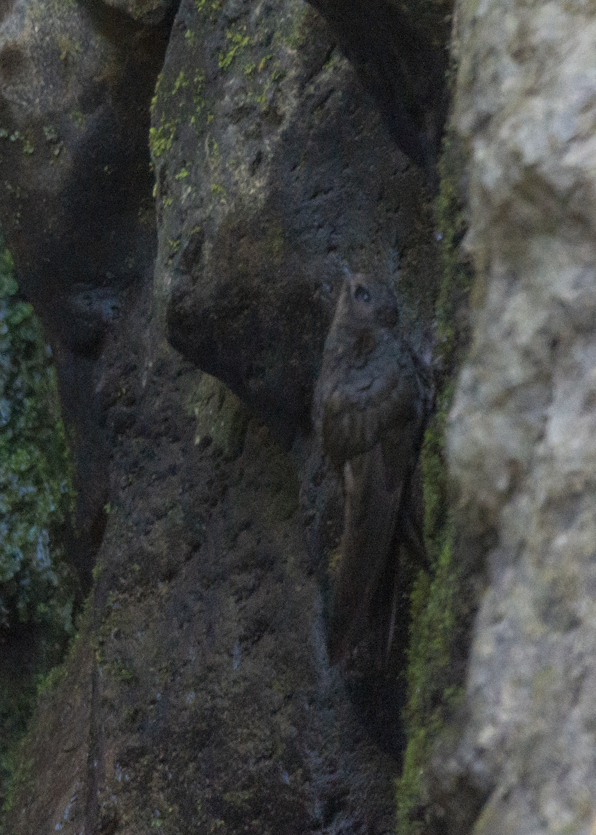 White-naped Swift - ML573213671