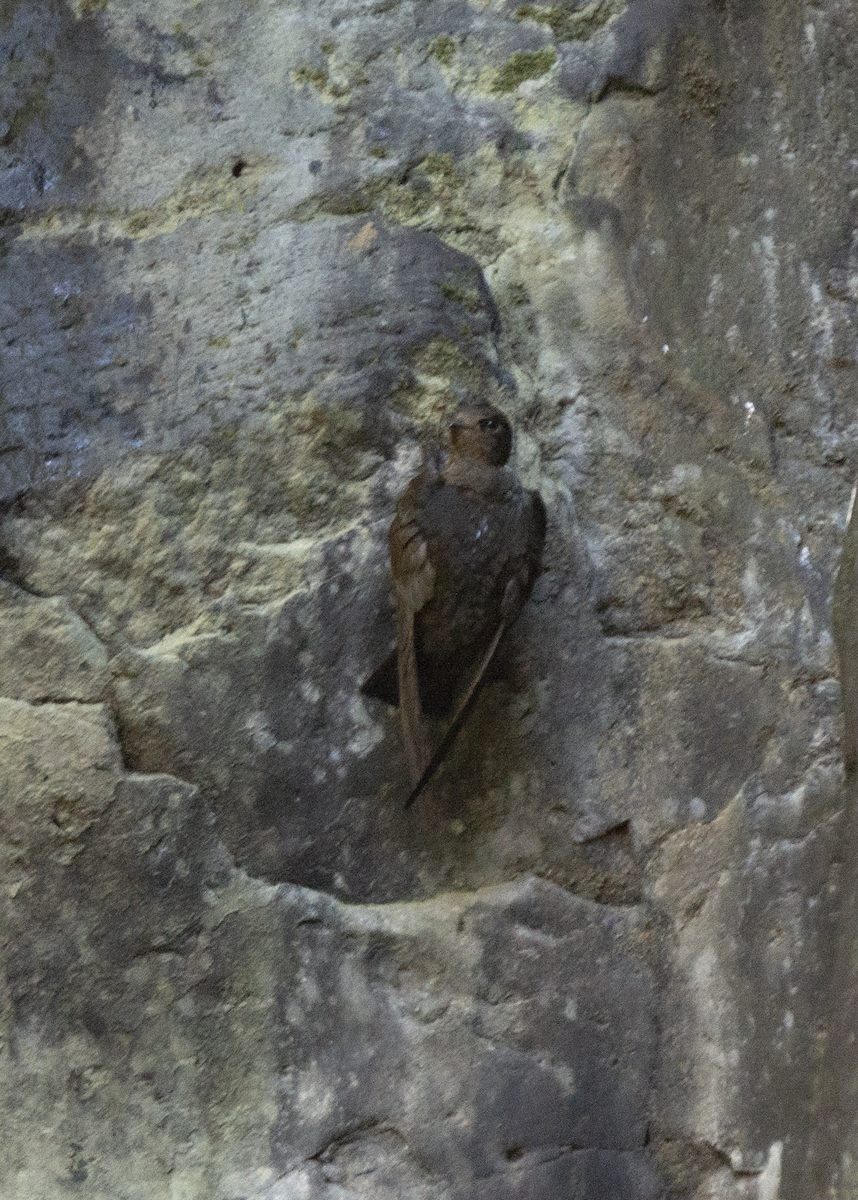 White-naped Swift - ML573213681