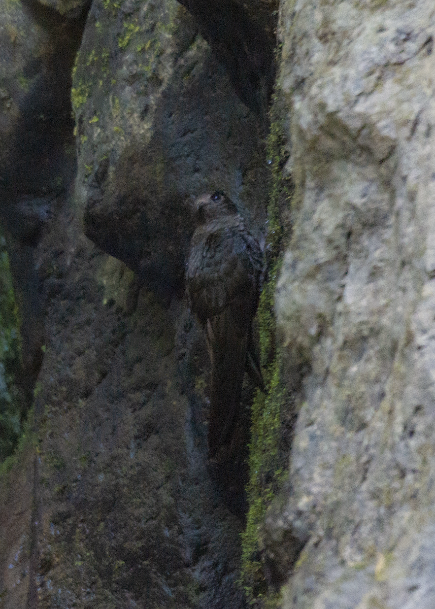 White-naped Swift - ML573213691