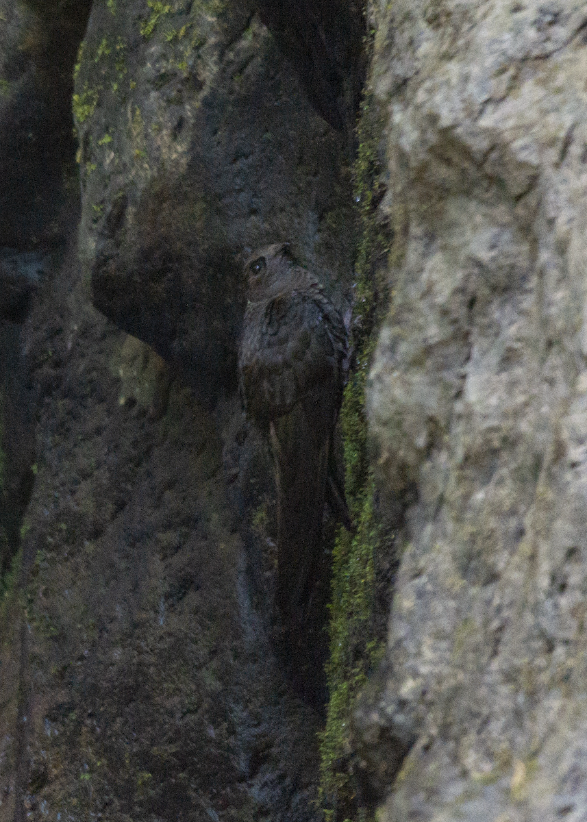 White-naped Swift - ML573213701