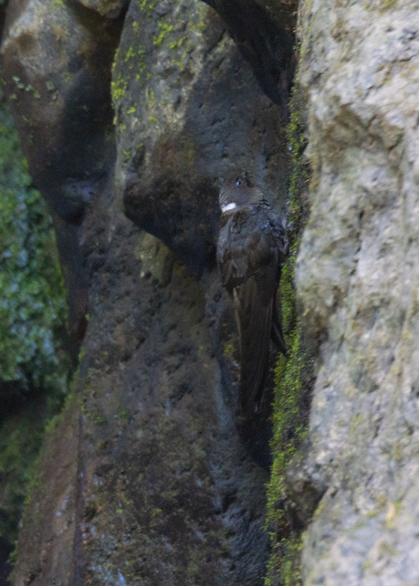 White-naped Swift - ML573213711