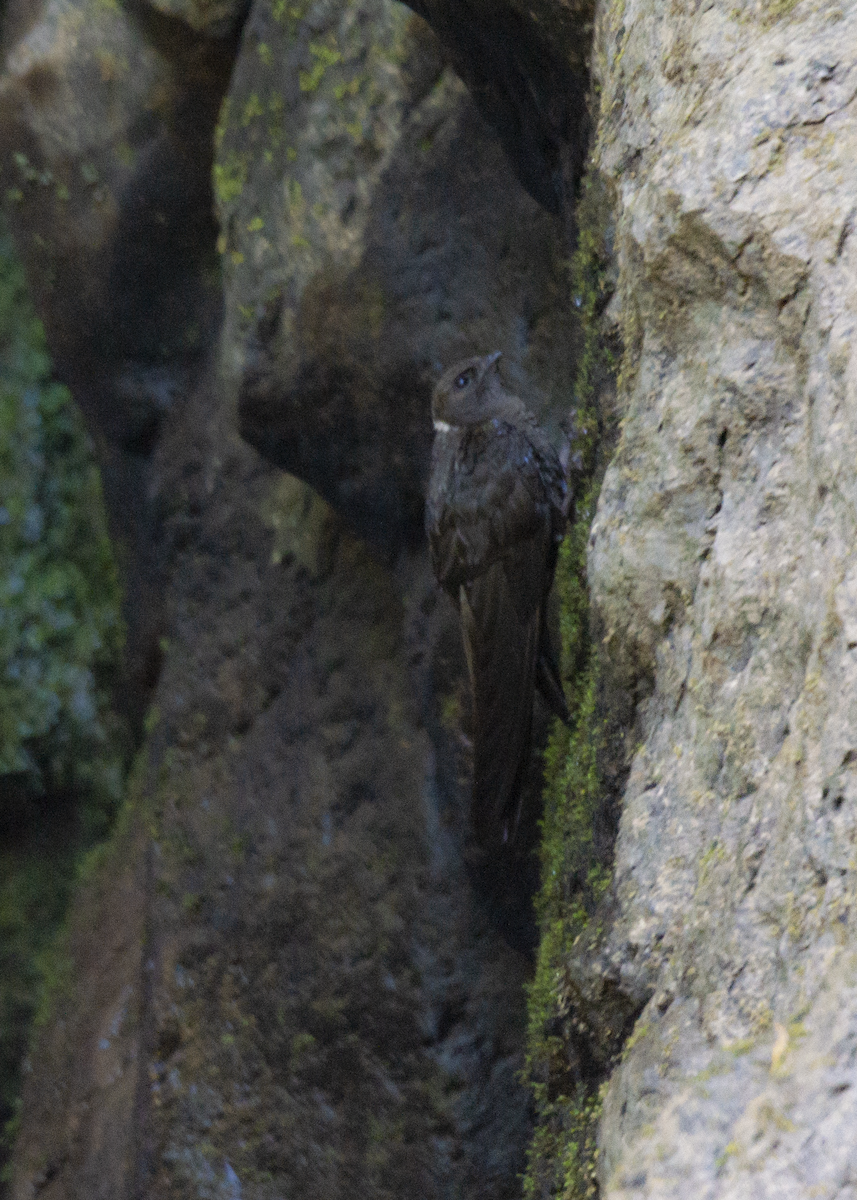 White-naped Swift - ML573213721