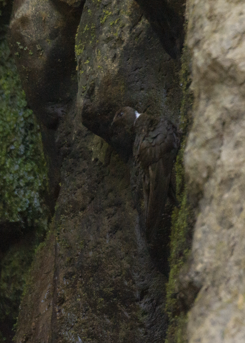 White-naped Swift - ML573213731