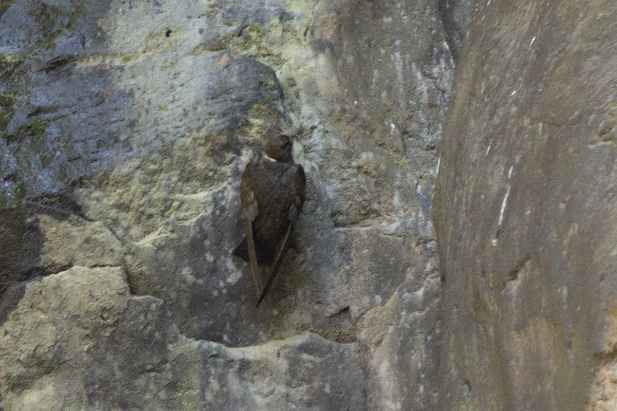 White-naped Swift - ML573213751