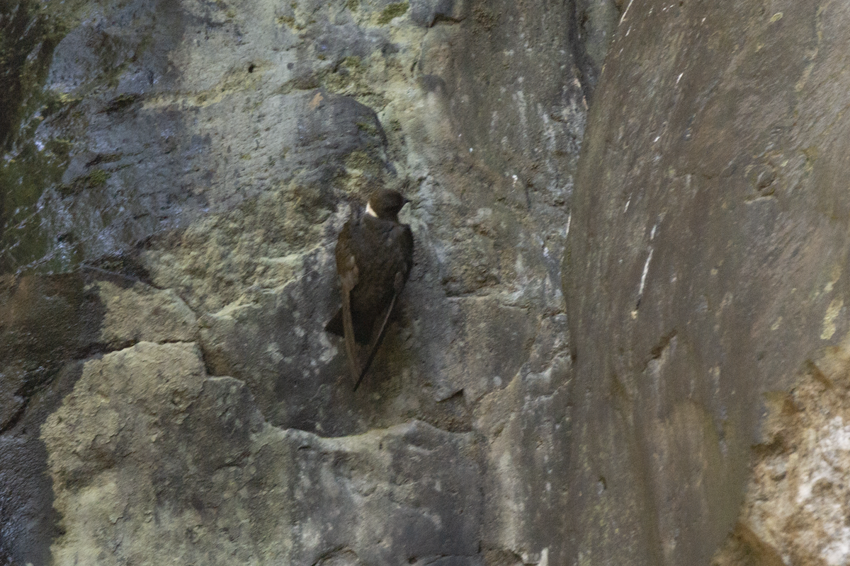 White-naped Swift - ML573213761