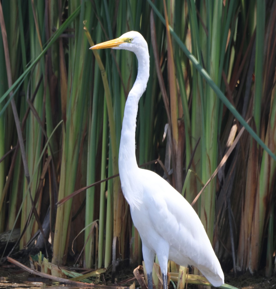 Great Egret - ML573214481