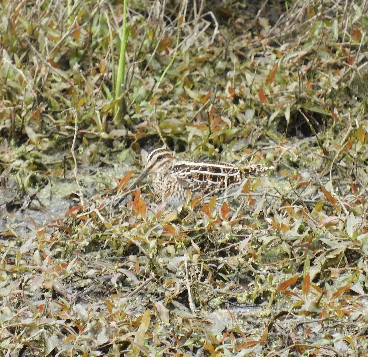 Wilson's Snipe - ML573216971