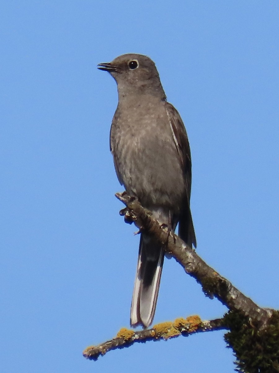 Townsend's Solitaire - Anonymous