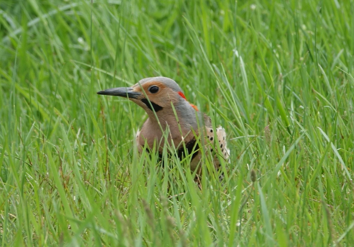 Northern Flicker - ML57321961