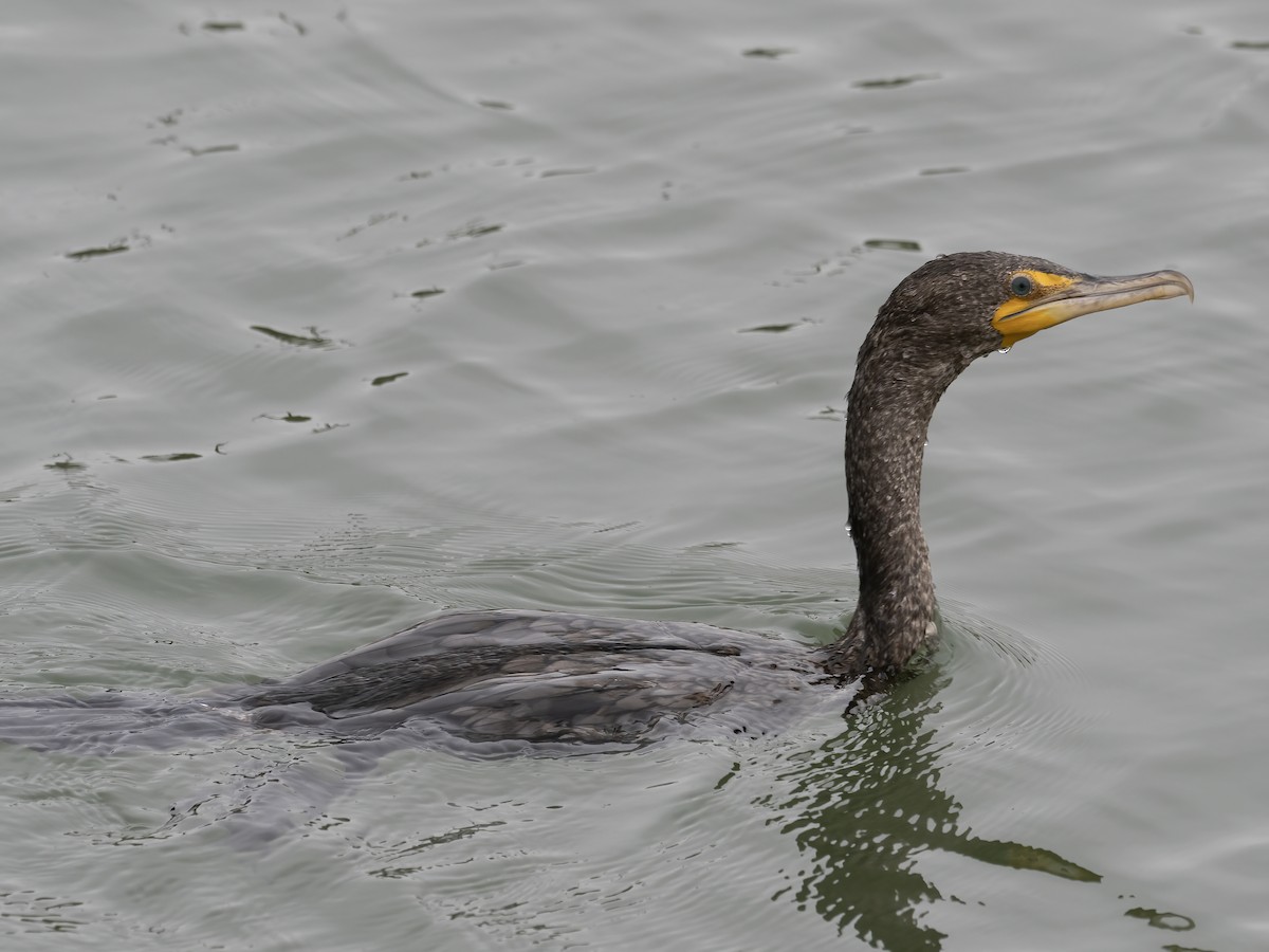 Double-crested Cormorant - Robert Hamilton