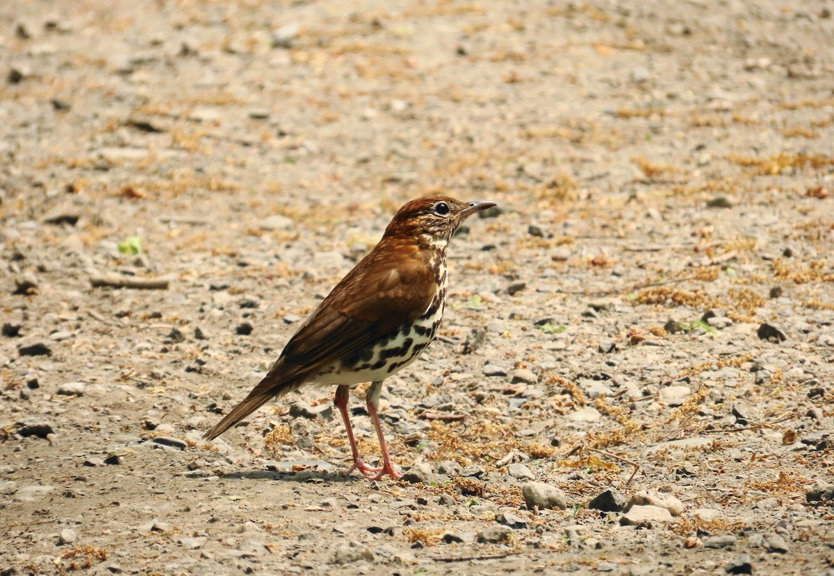 Wood Thrush - ML573220391