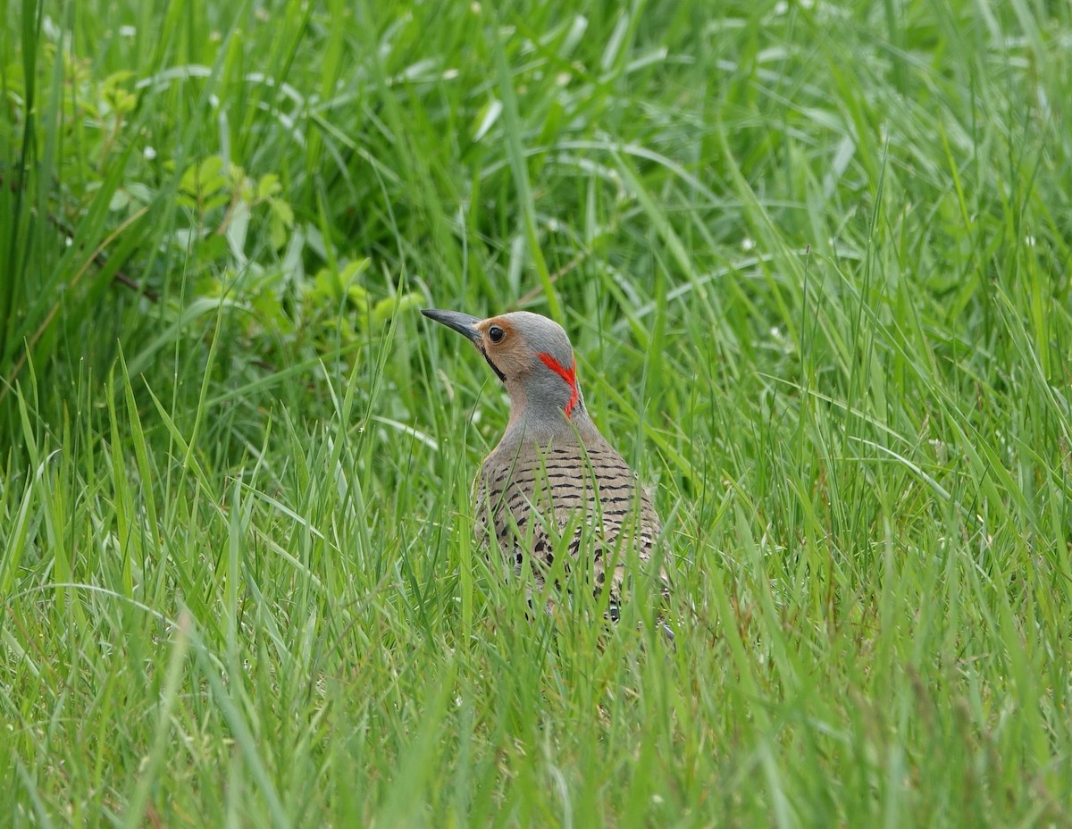 Northern Flicker - ML57322061