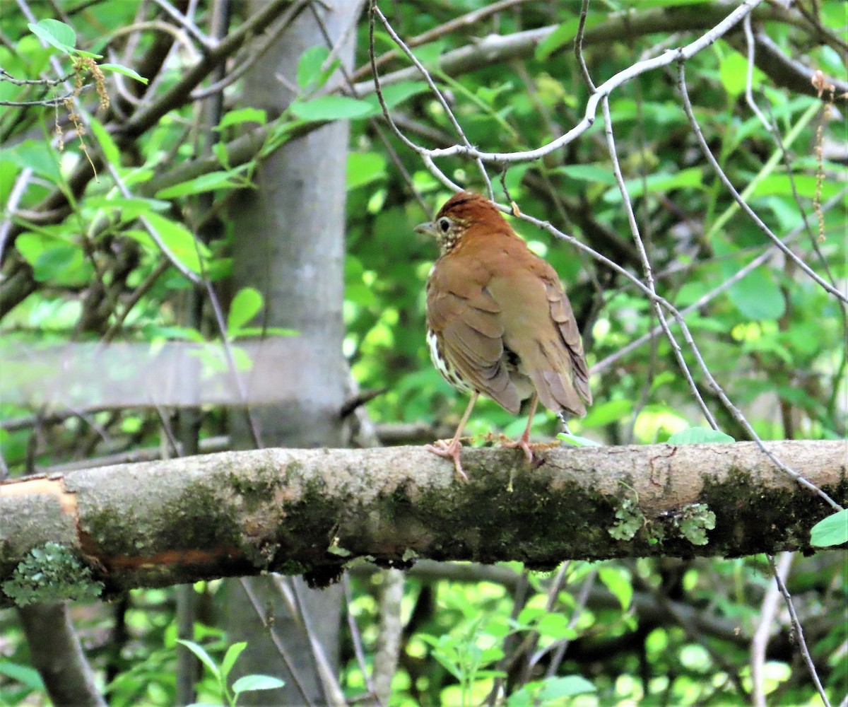 Wood Thrush - ML573221231