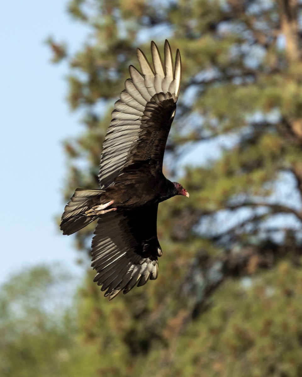 Turkey Vulture - ML573221371