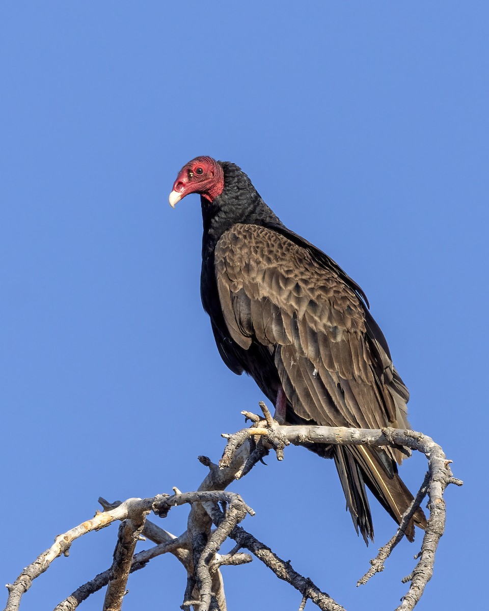 Turkey Vulture - ML573221451