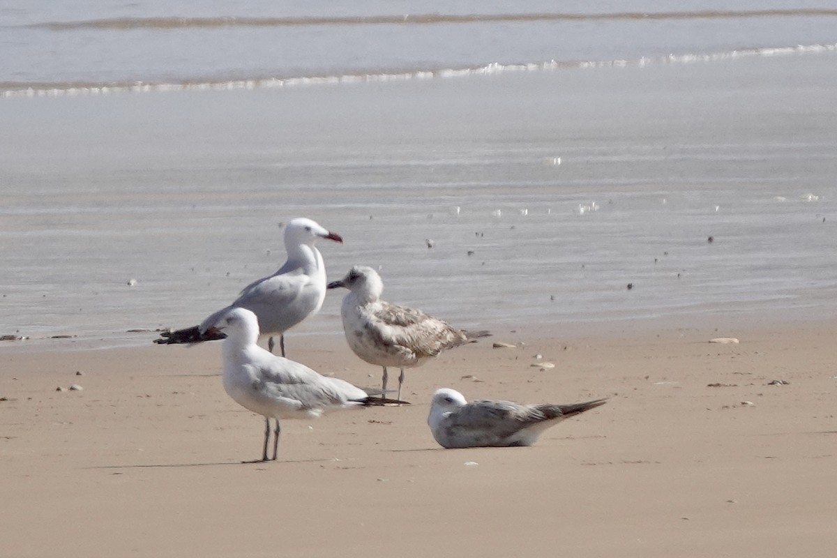 Audouin's Gull - Bob Greenleaf