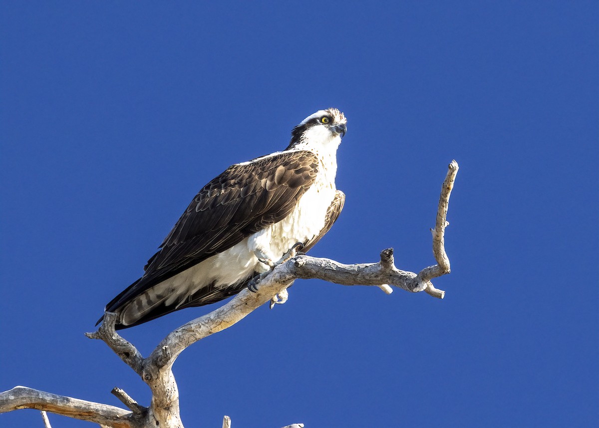 Osprey - ML573221631