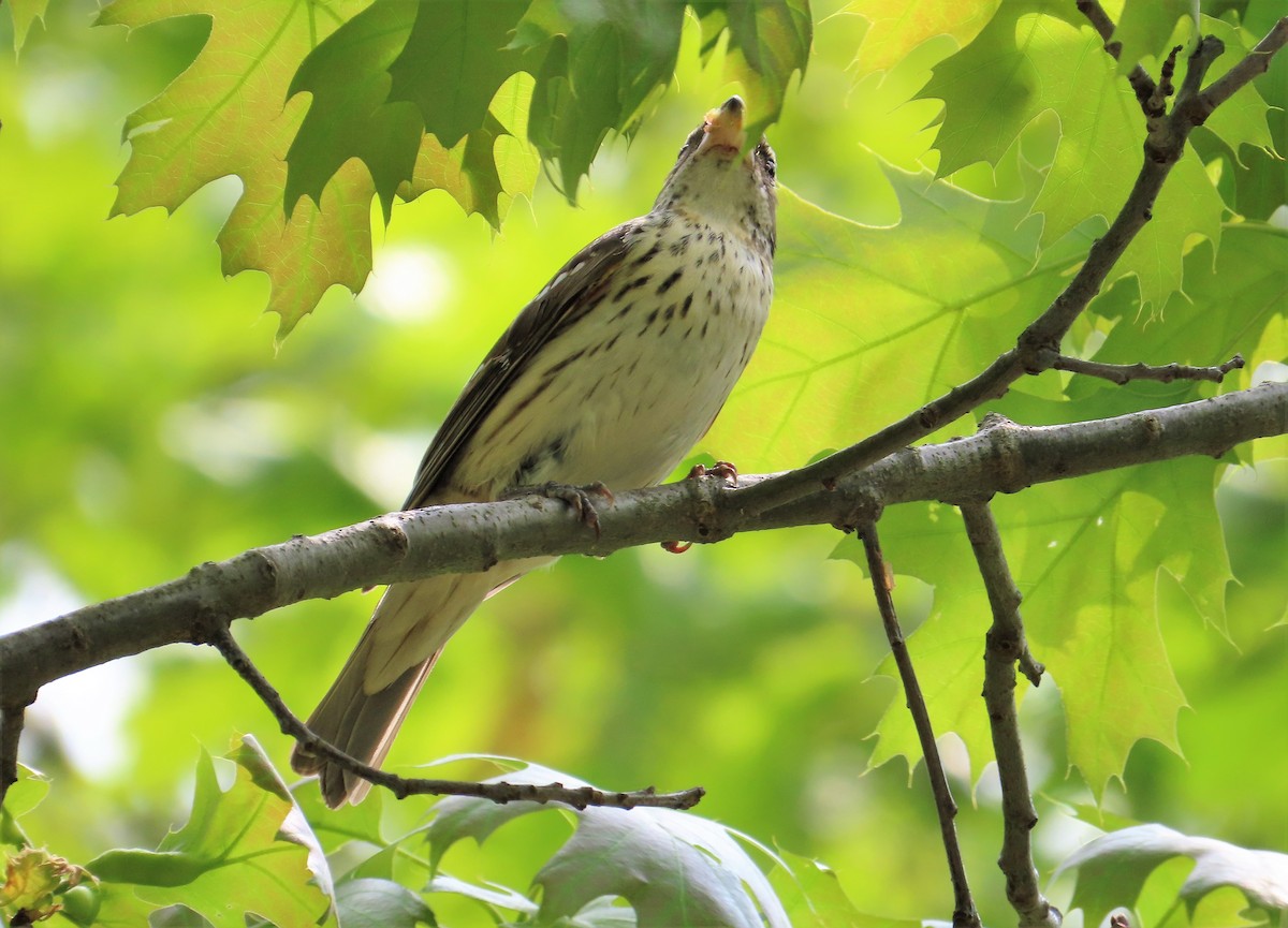 Rose-breasted Grosbeak - ML573221911