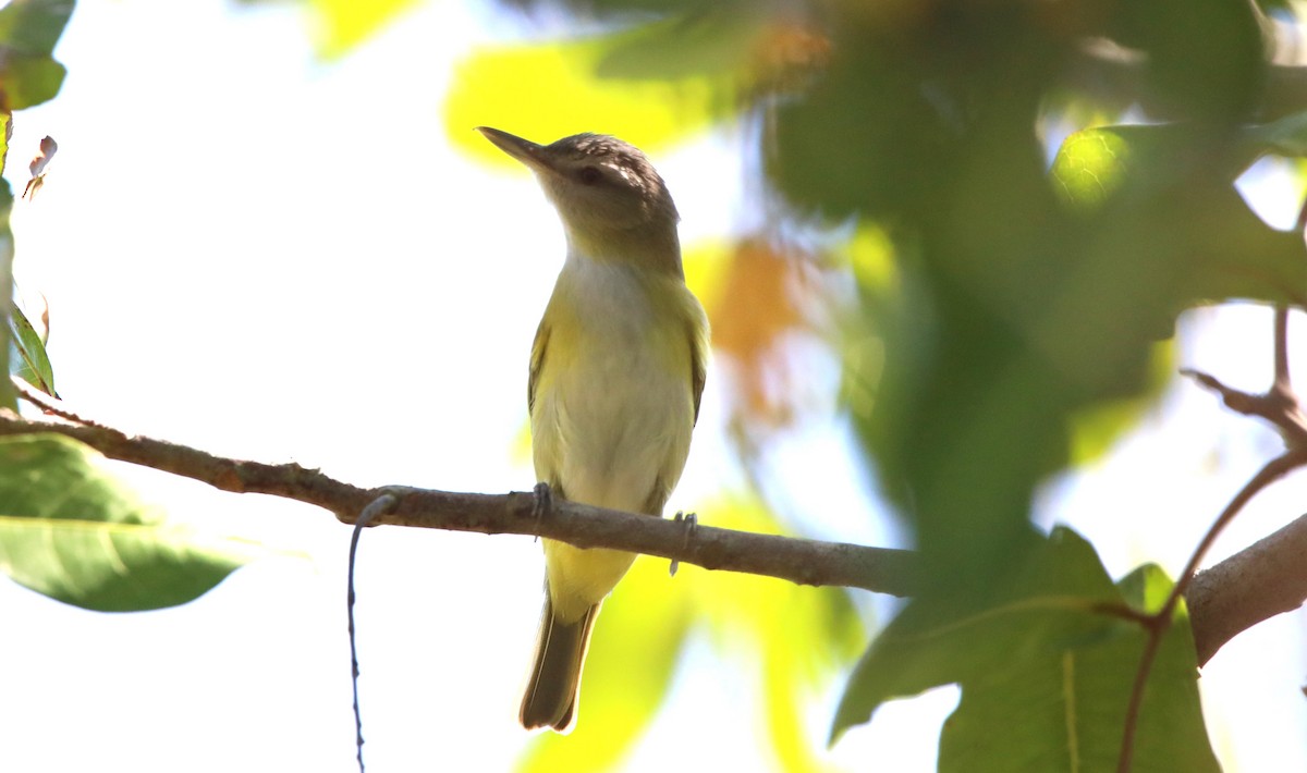 Gelbflankenvireo - ML573221921