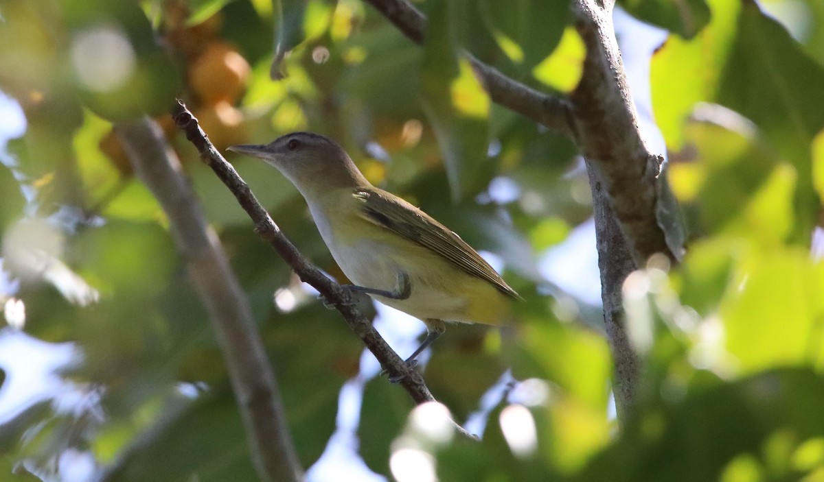 Gelbflankenvireo - ML573221941