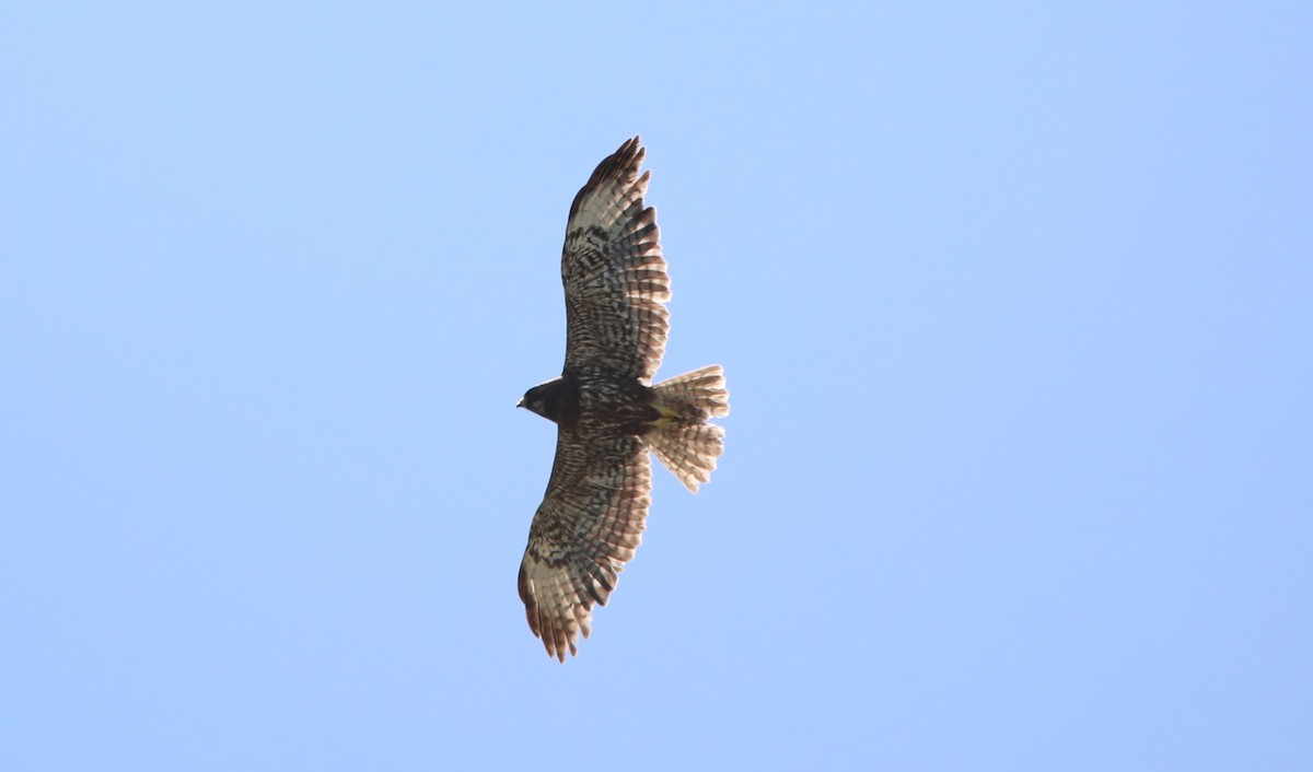 Short-tailed Hawk - John Groskopf