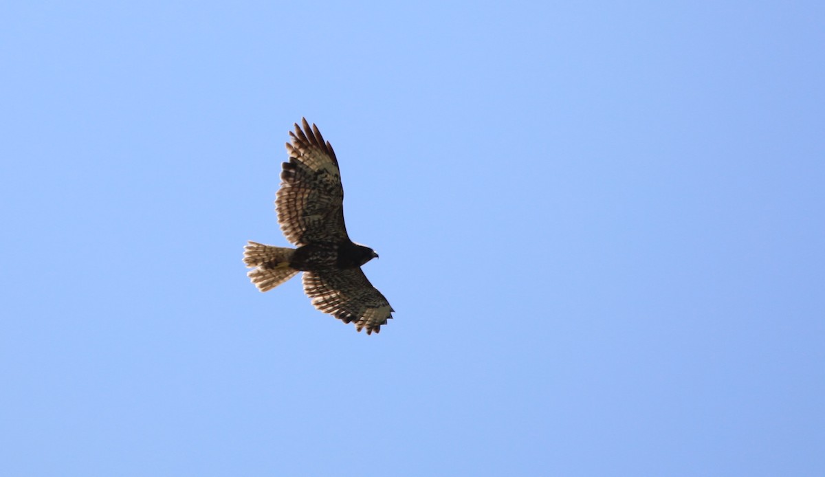 Short-tailed Hawk - ML573221991