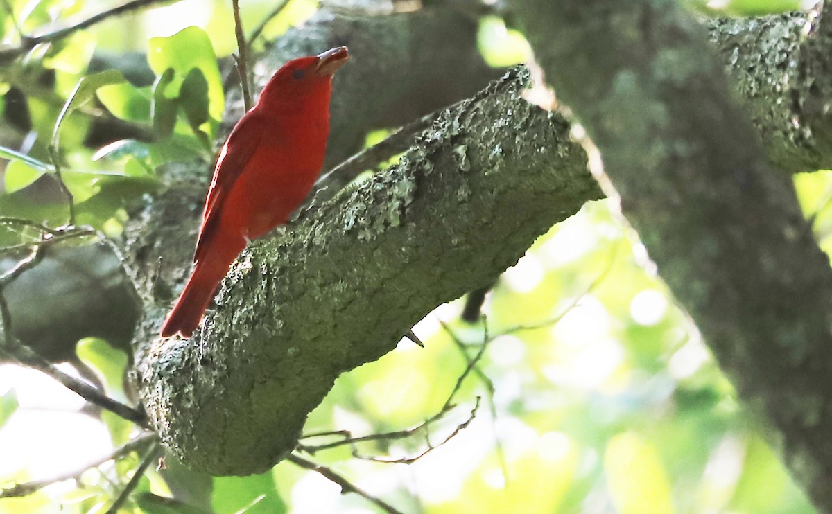 Summer Tanager - Rob Bielawski