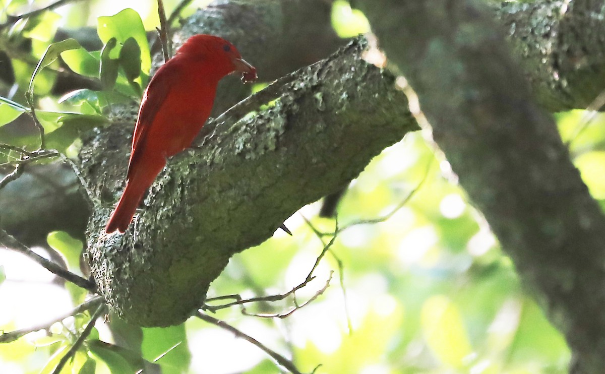 Summer Tanager - Rob Bielawski