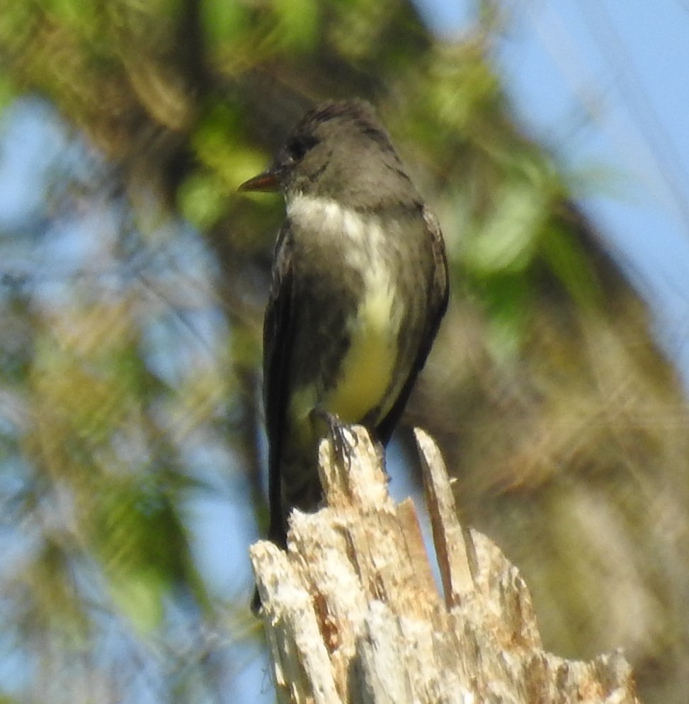 Olive-sided Flycatcher - ML573222261