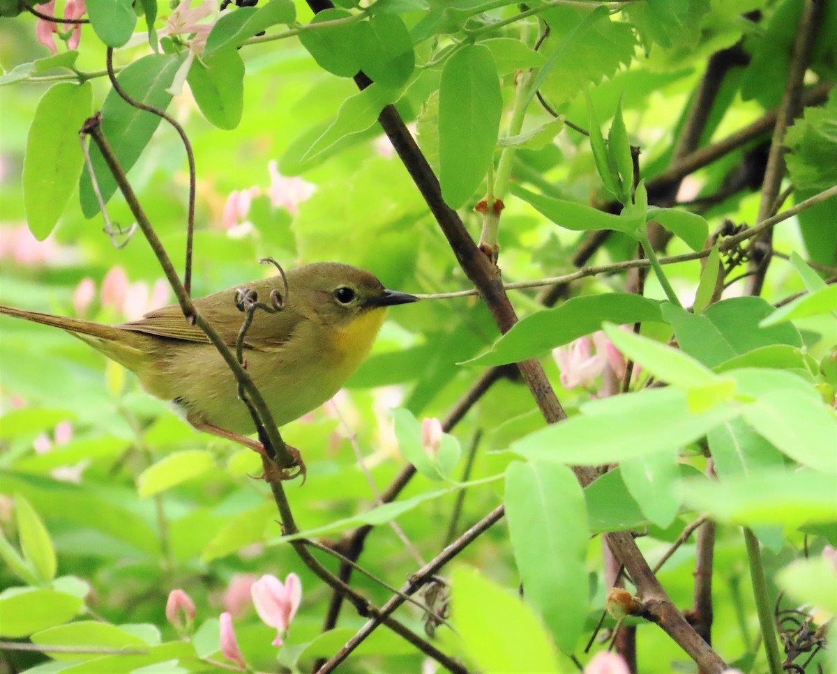 Common Yellowthroat - ML573222291