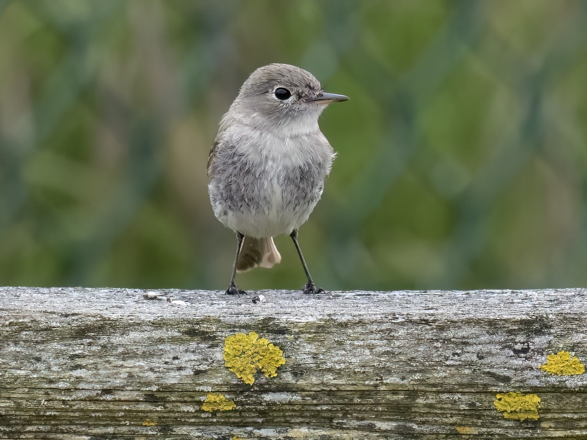 Gray Flycatcher - ML573222301