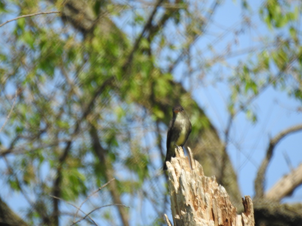 Olive-sided Flycatcher - ML573222511