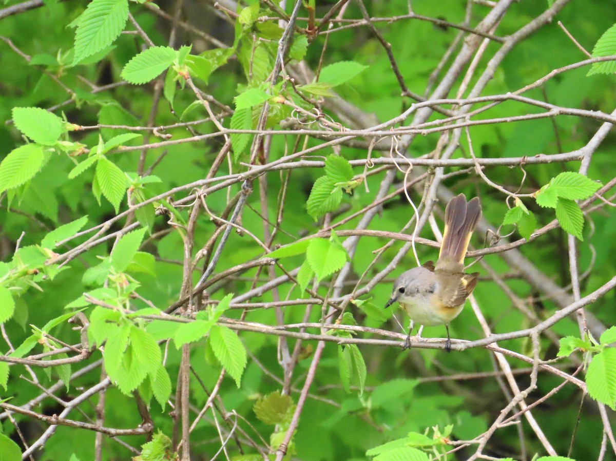 American Redstart - ML573223061