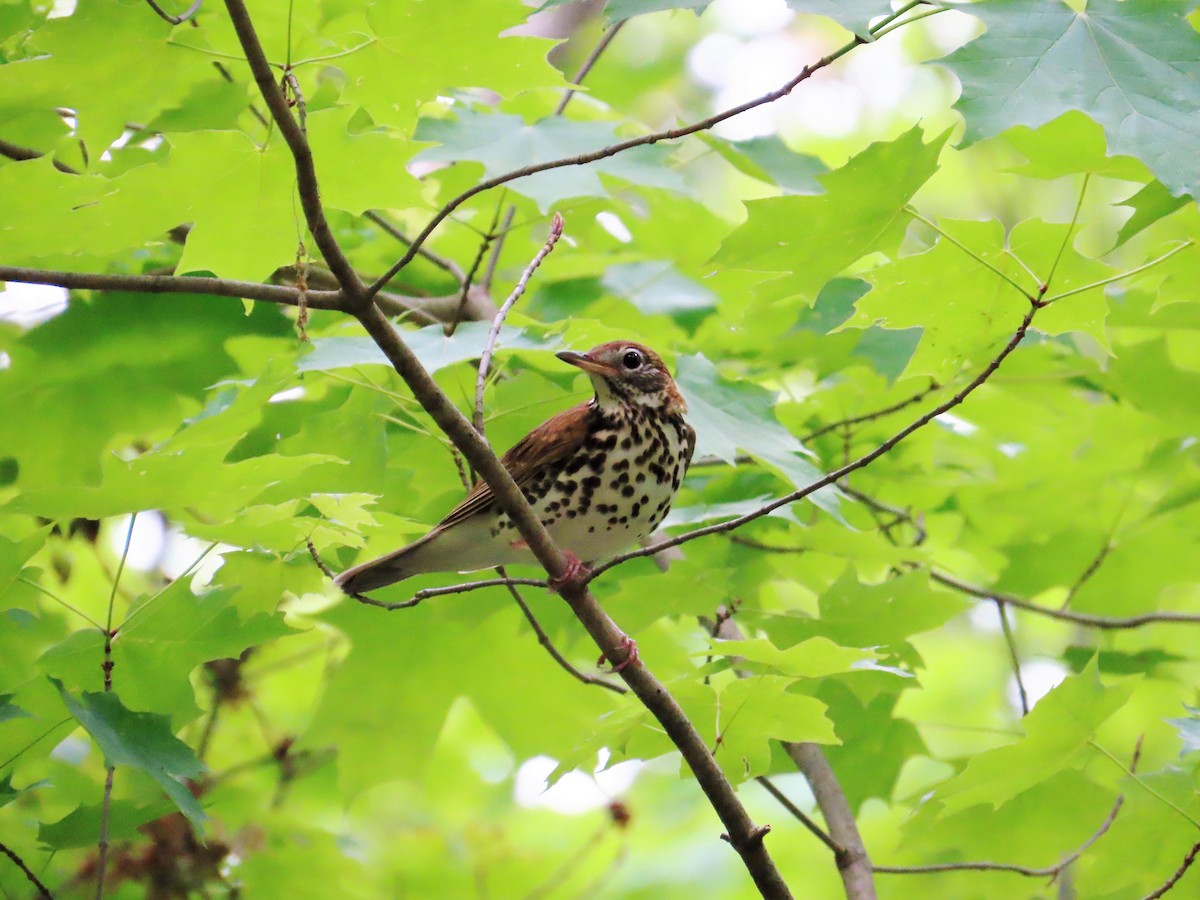 Wood Thrush - ML573223811