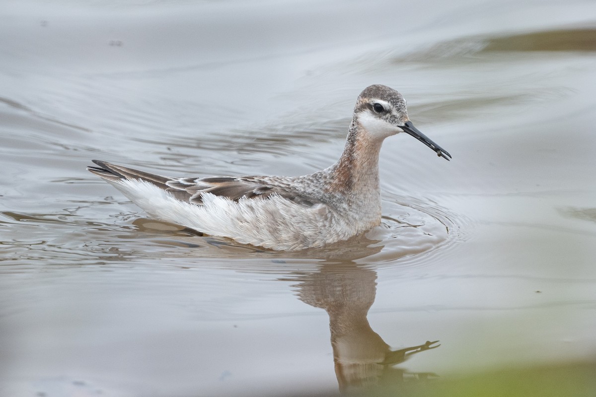 Wilson's Phalarope - ML573225181