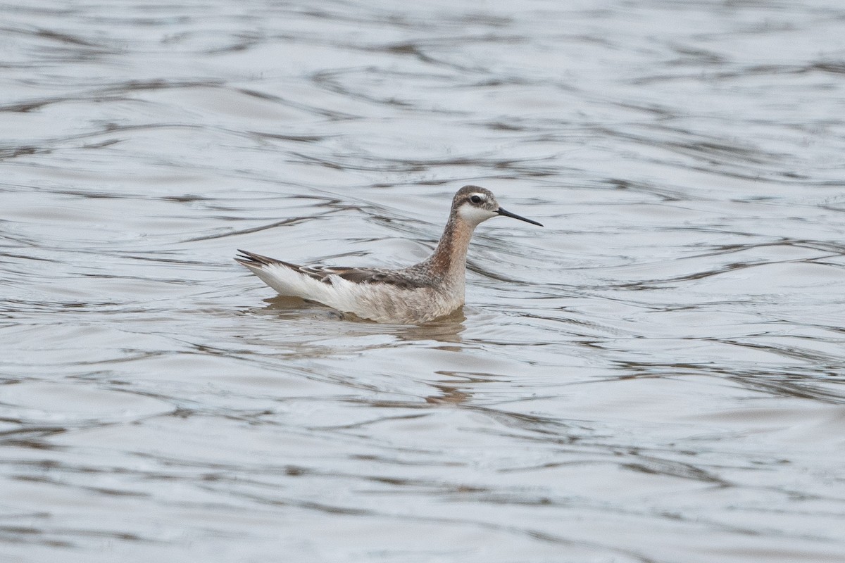 Wilson's Phalarope - ML573225241