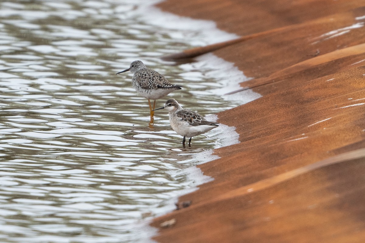 Wilson's Phalarope - ML573225251