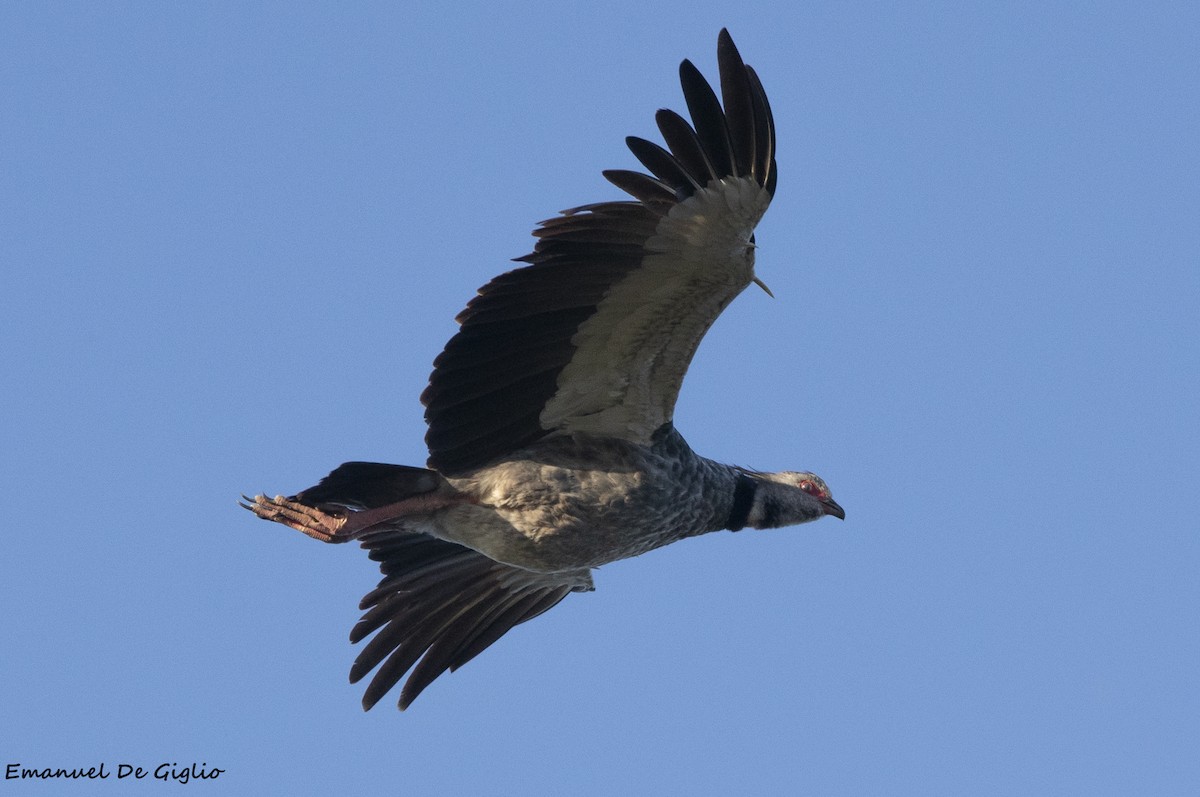 Southern Screamer - ML573225701