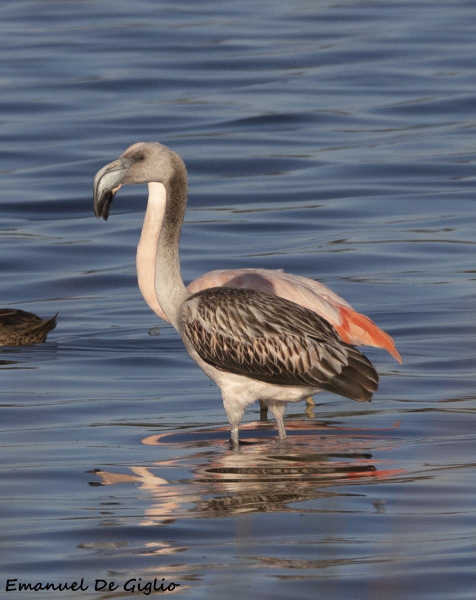 Chilean Flamingo - ML573225771