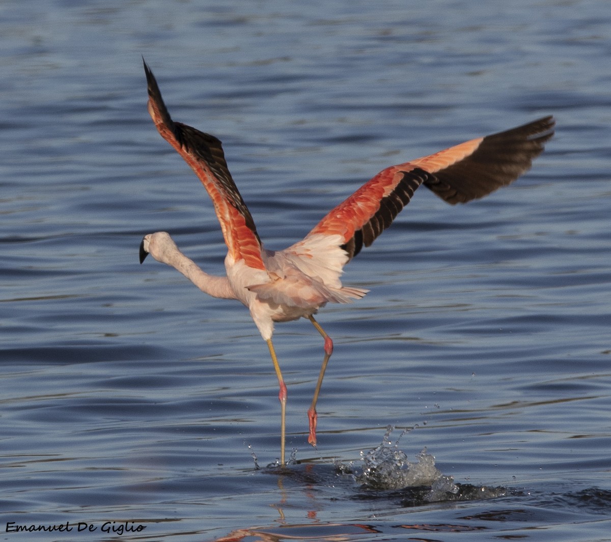 Şili Flamingosu - ML573225781