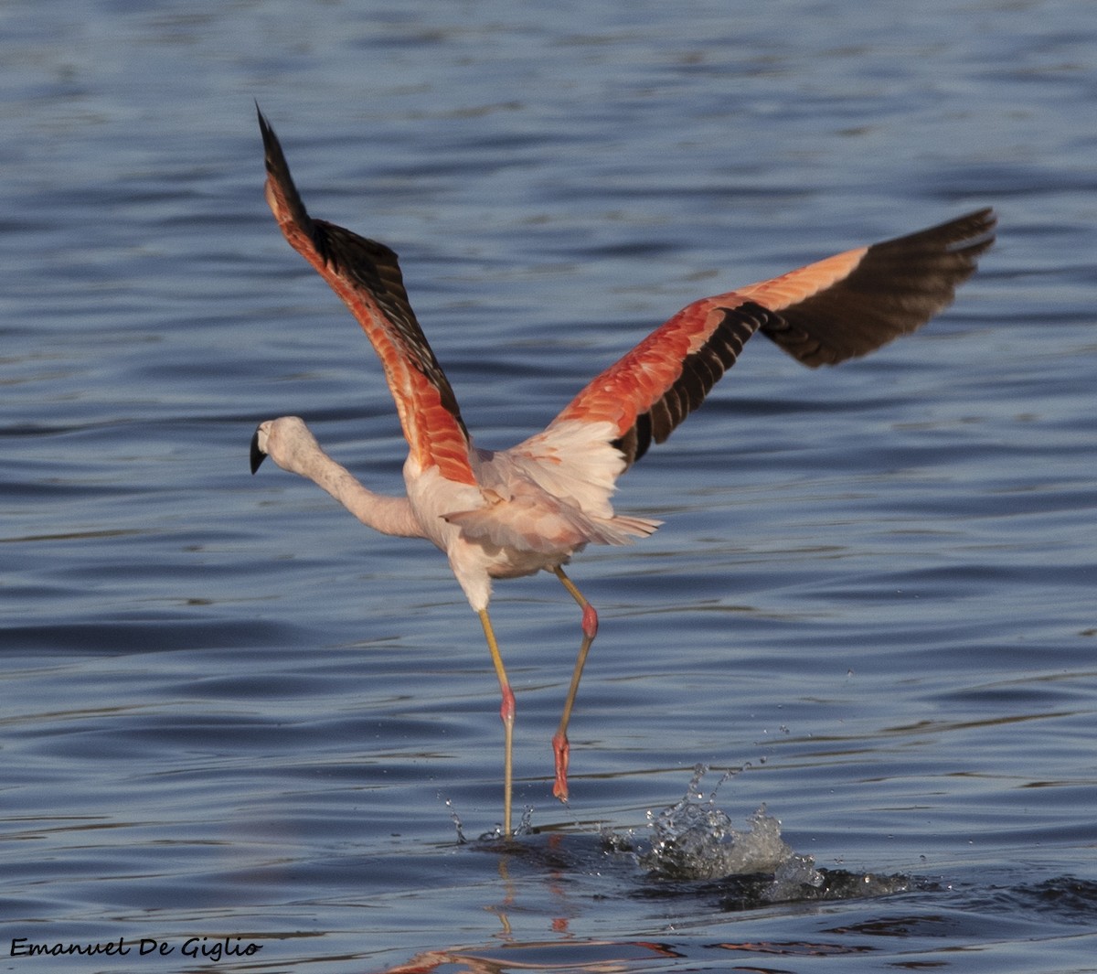 Chilean Flamingo - ML573225781