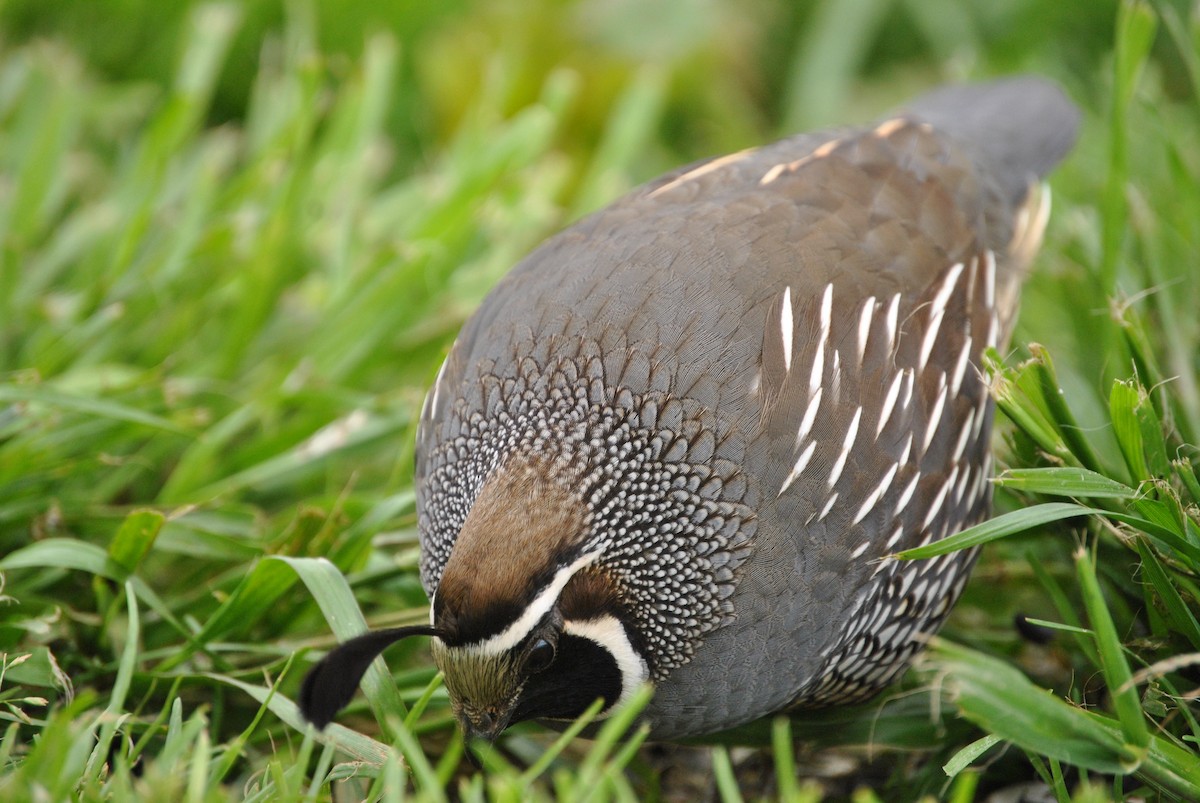 California Quail - ML573226521