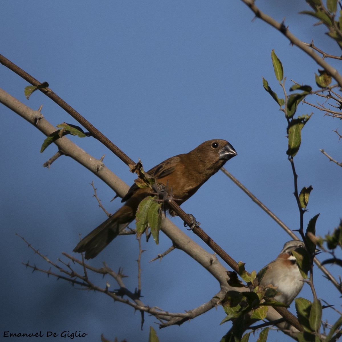 Ultramarine Grosbeak - Emanuel De Giglio