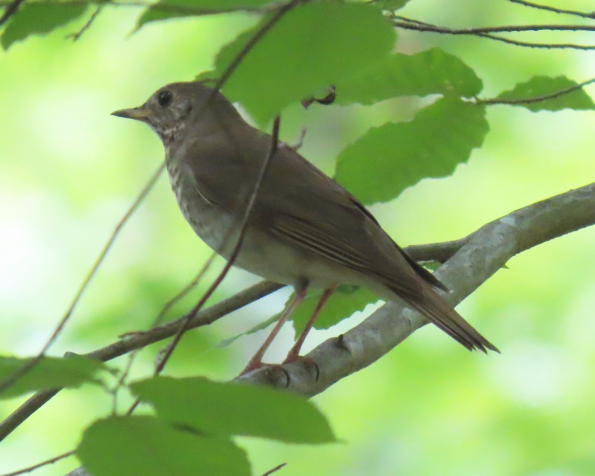 Gray-cheeked Thrush - Karen Hogan