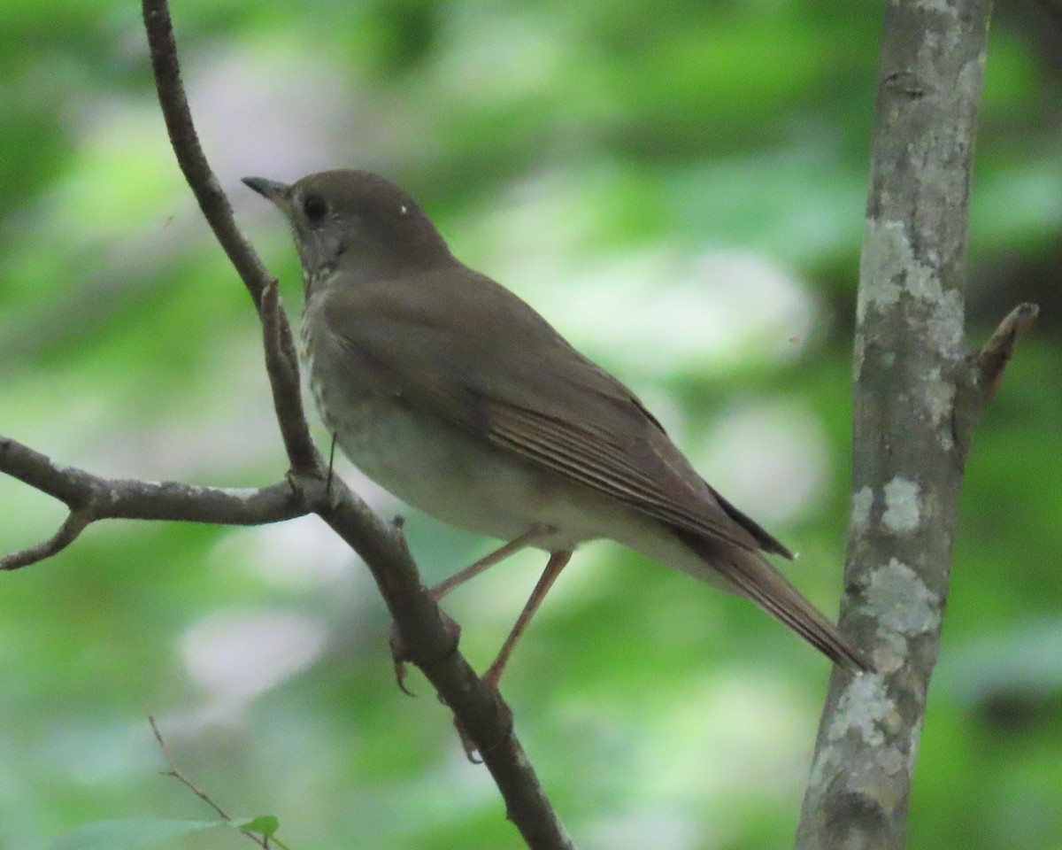 Gray-cheeked Thrush - Karen Hogan