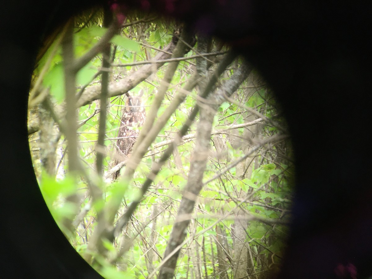 Long-eared Owl - Thom McClenahan