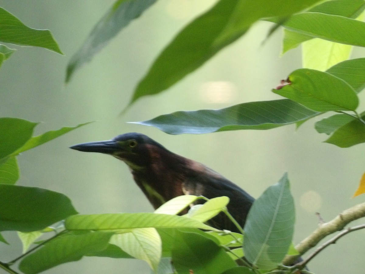 Green Heron - ML573232251