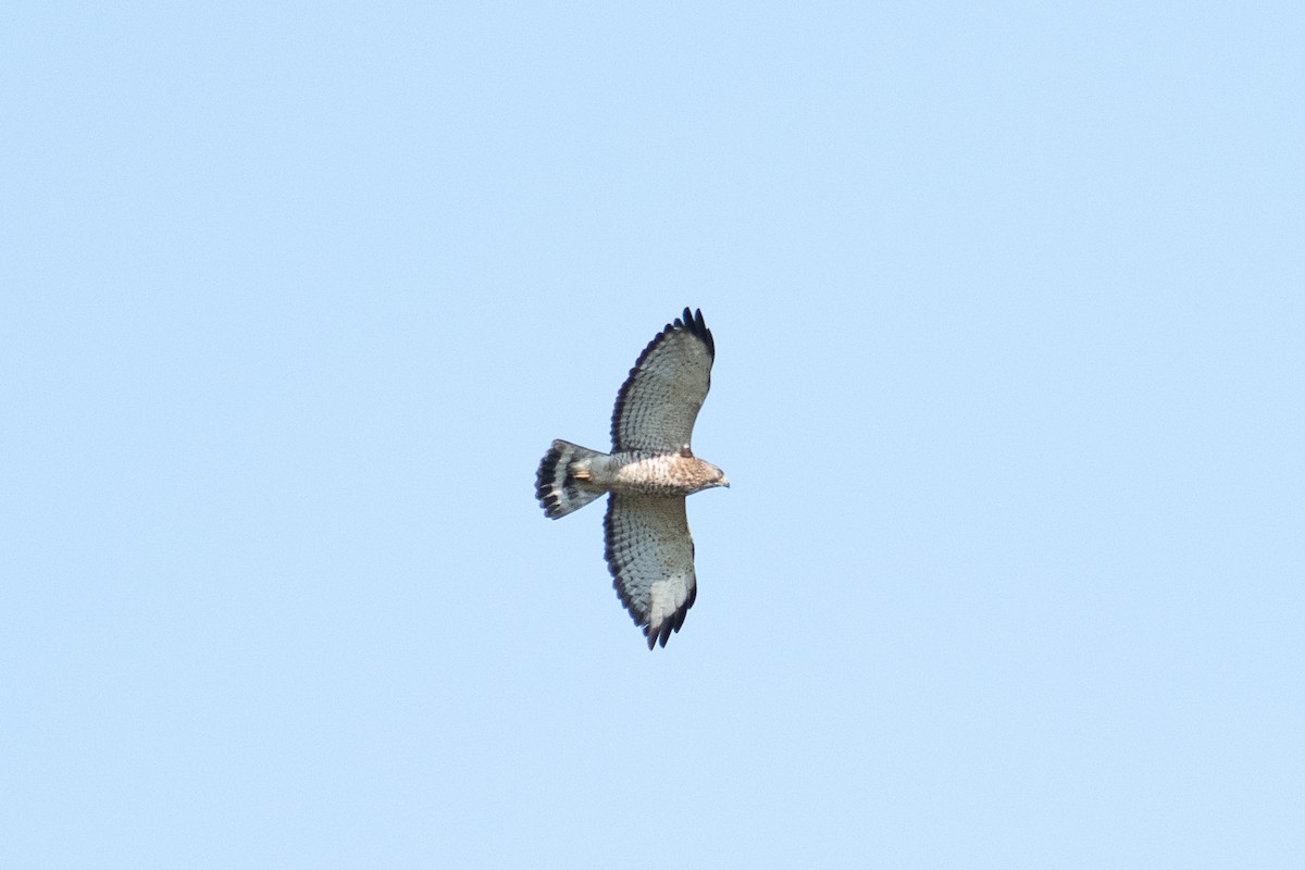 Broad-winged Hawk - ML573232281