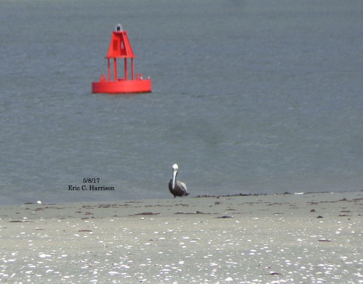 Brown Pelican - ML57323381